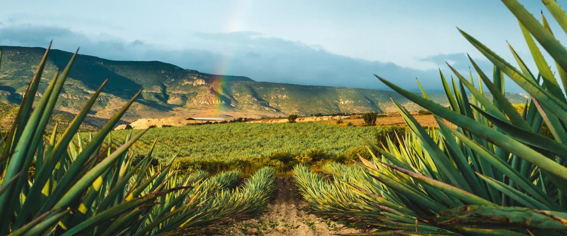 Fields of agave in Matatlán, Mexico