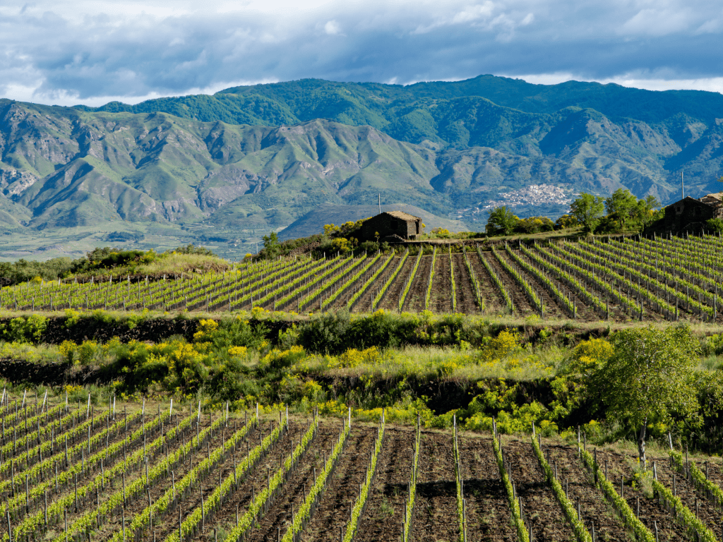 vineyards in Sicily.